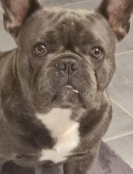 Französische bulldogge - Halberstadt