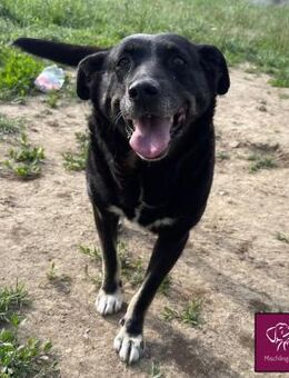 Noroc möchte seine Freiheiten genießen!! - Spenge