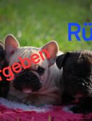 Französische bulldogge welpen in 07607