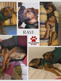 Ravi Mischling Rüde Junghund sucht Heim - Margetshöchheim