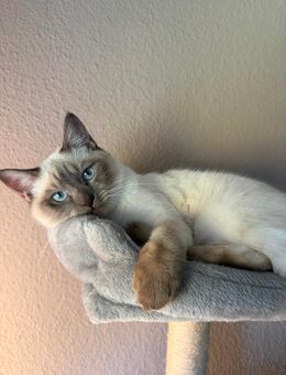 DECKKATER BKH-SIAM MIX - Uelzen