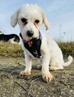 Lori sucht ein nettes Zuhause - Blankenheim (Nordrhein-Westfalen)