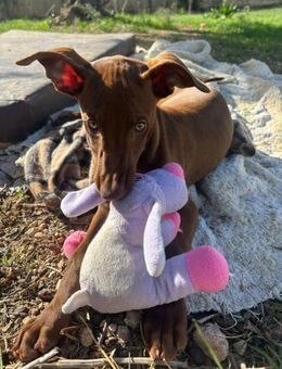 Kleine Emma sucht eine Familie - Berlin