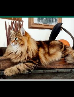 Sibirische Neva-Masquarade Kitten - Altdorf (Bayern)