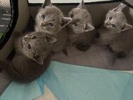 4 reinrassige wunderschöne russisch blau kitten 3 w, 1 m - Hannover Buchholz-Kleefeld