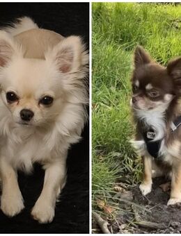 Hurra wir sind schon da Chihuahua reinrassig - Verl