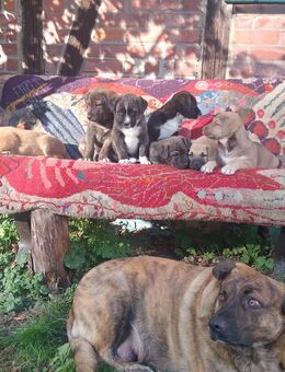 Hundewelpen aus dem Harz - Bad Grund (Harz)