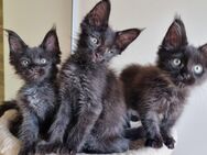 XXL Maine Coon Kitten Reinrassig - Bous