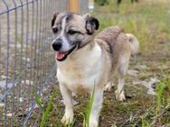 Chica, Gnadenplatz gesucht - Bochum