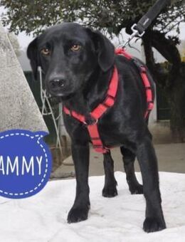 Sammy ein toller Bub - Mannheim