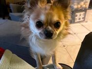 Chihuahua Rüde 3 Jahre jung - Denkte