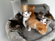 Maine Coon Mix Kitten - Simmern (Hunsrück)