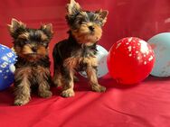 Yorkshire Terrier Welpen mit KFT/VDH Papieren - Osten