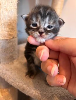Maine coon kitten - Daun