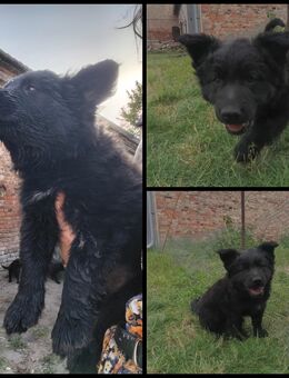 Harzer Fuchs x altdeutscher Schäferhund Mix Rüden Welpen - Rosenau