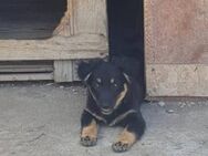 Priska, verspielt und freundlich - Leonberg (Baden-Württemberg)