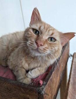 Romeo 🐾 ein flauschiger Schmuser 🐱 - Kirchheim (München)