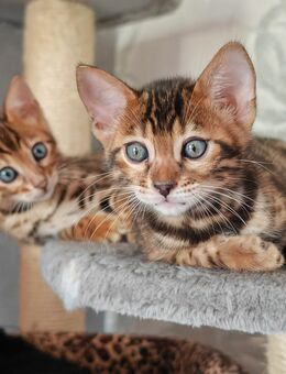 Bengal Kitten reinrassig - Wuppertal