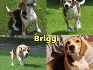 Briggi - wo sind die Beagle Fans? - Schafflund