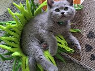 Bkh reinrassige Kitten kurzhaar - Osnabrück