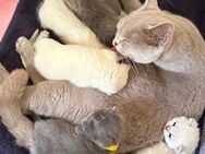 Bkh Kurzhaar Babys - Winnweiler
