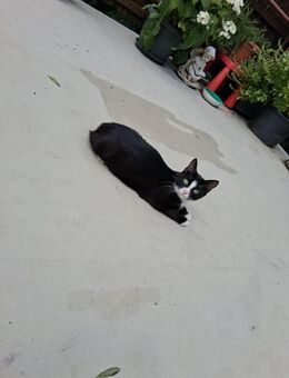 Sucht ein Zuhause für immer - Grafengehaig