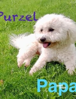 Wurfankündigung reinrassige Bichon Frise Welpen Ahnentafel & Starterpaket - Papenburg
