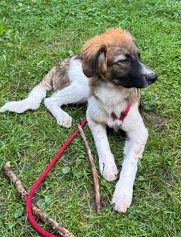 Antonio, jetzt Nuno, wartet in FFM - Mettmann