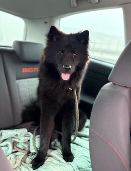 Spitz Hündin sucht ein neues zuhause - Diemelsee