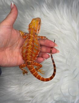 Bartagame Männchen Red Hypo High Blue Tiger - Hünfeld (Konrad-Zuse-Stadt) Zentrum