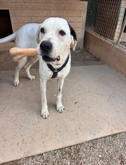 POUPY - genannt Püppchen ..... - Kempen