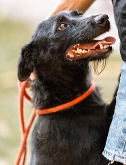 Ebony 💗 verträglich, lieb, offen! - Hamburg