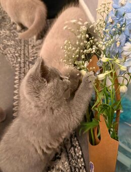 Kartäuser BKH mix kitten - Abgabebereit - Hamburg