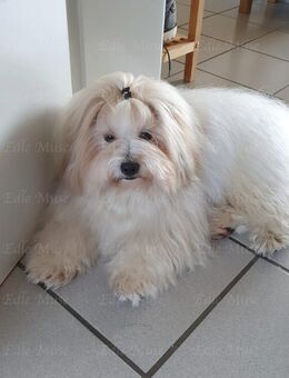 Wunderschöner Coton de Tulear Deckrüde - Heeßen