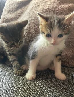 Kitten - Reischach