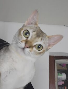 Singapura kitten - Heilbronn