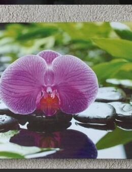 Keilrahmenbild Bild Orchidee Pflanze Zimmerpflanze Leinwand - Weiterstadt Zentrum