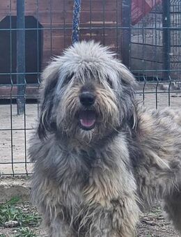 🐾💖 Wuschel FINJA sucht ihre(n) Lieblin - Bissingen