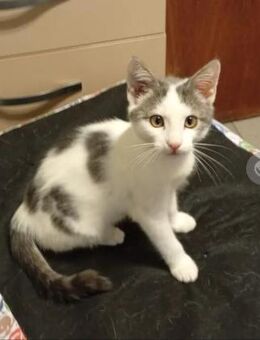 Zefir Verspielter Kater Zuhause - Unterföhring