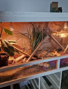 Madagaskar Taggeckos - Brackel