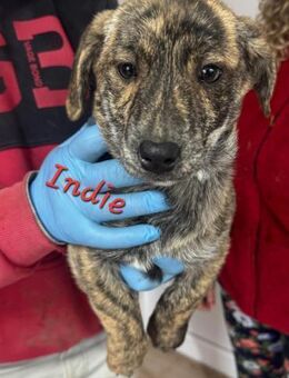 INDIE - 5 Stromer suchen Familienanschlu - Konstanz