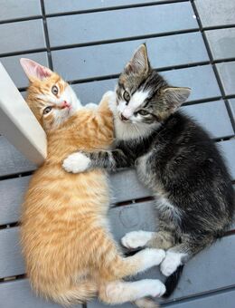 Kitten Mischling Norwegische Waldkatze - Langenwetzendorf