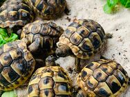 Griechische Landschildkröten - Bad Oldesloe