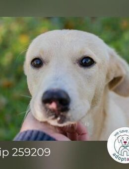 Chip 259209: Hundekind sucht ein Zuhause - Kirchzell