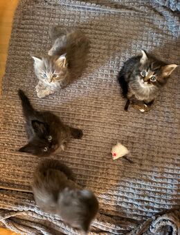 4 Edelmix kitten BKH/ XXL Main Coon - Arnstein Zentrum