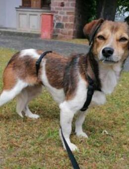 Hedda- eine zarte Hundeseele.... - Koblenz