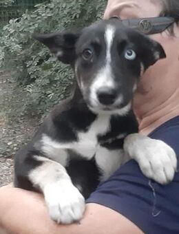 Skadi - Mönchengladbach