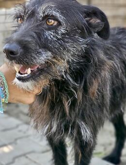 FRÄULEIN HELGA - verschmust - Weilheim (Oberbayern)