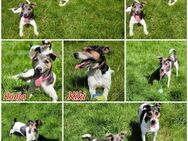 2 reinrassige Jack Russell Hündinnen - Vacha