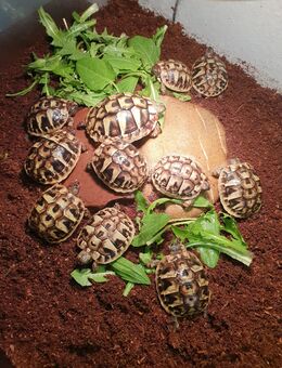 Griechische Landschildkröten / THB / NZ 2024 - Bielefeld